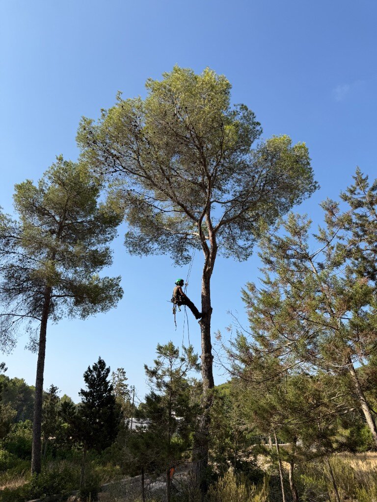 Arborist climbing high in a pine tree during tree work