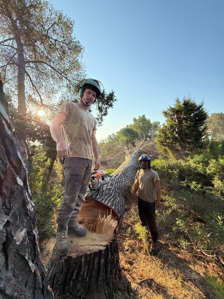 Arborists with a felled pine after tree work on site