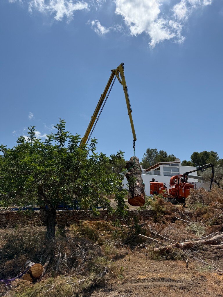 Crane lifting a cut tree section during storm damage clearance