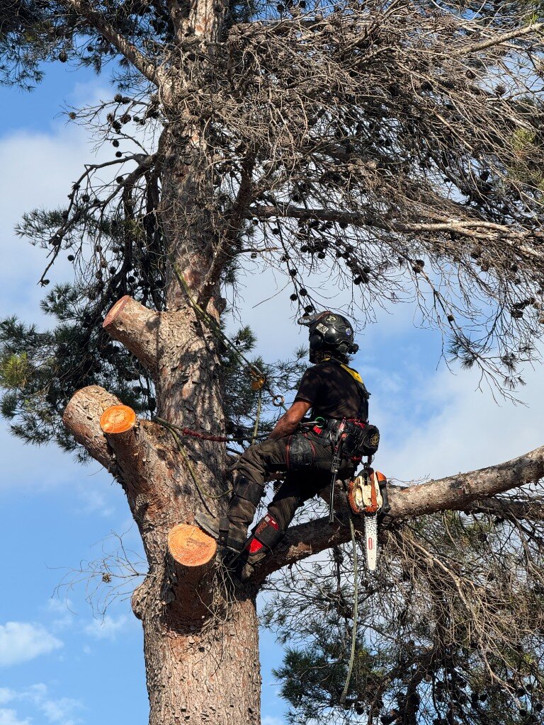 Arborist performing tree surgery high in a pine canopy